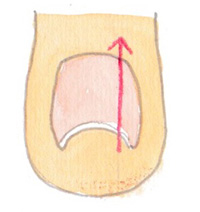 2. 爪切りハサミで爪の根元（爪母）まで縦に爪を切ります。